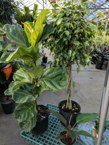 Ficus trees and other plants in nursery