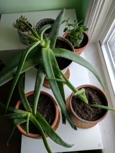 Aloe and other succulents
