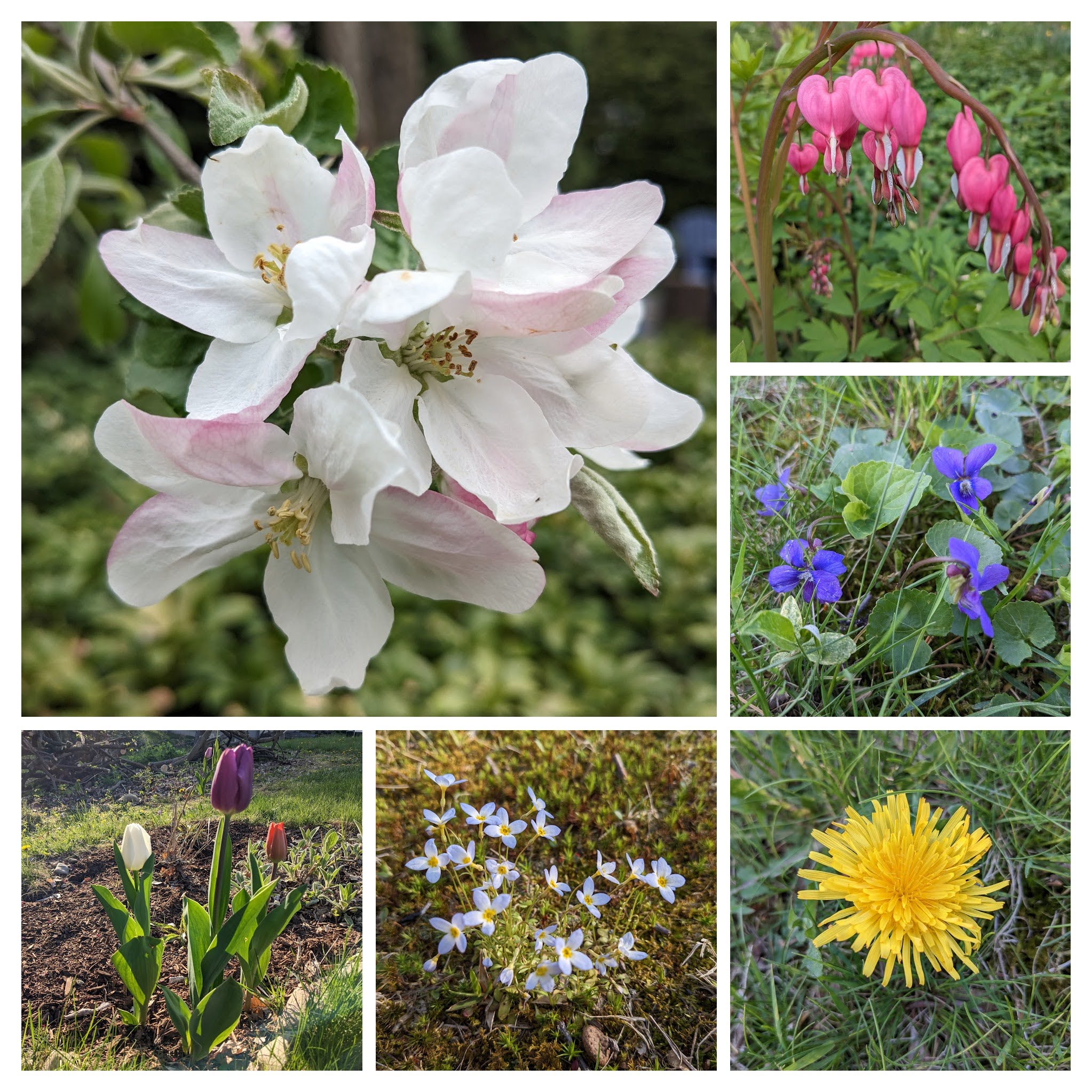 Collage of blooms: apple blossom, bleeding hearts, violets, dandelion, bluets, tulips
