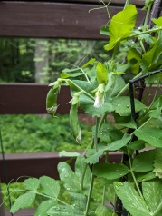 Pea plant with a white flower and a few pea pods