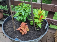 Round planter with lantana, coleus, and celosia