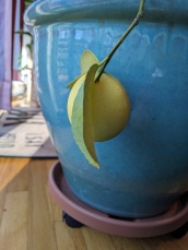 A lemon on a branch